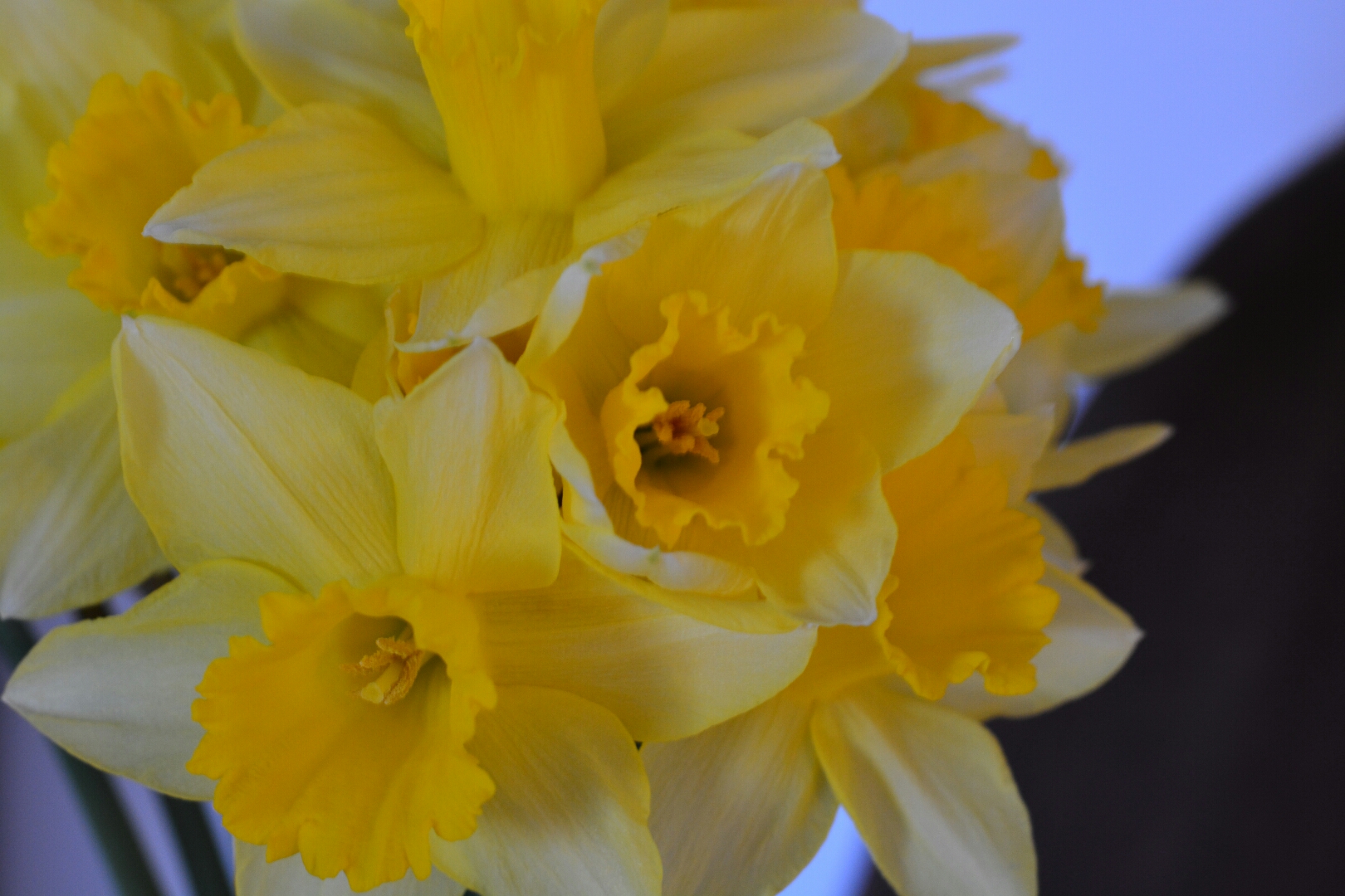 Daffodils