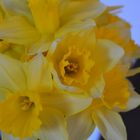 Daffodils