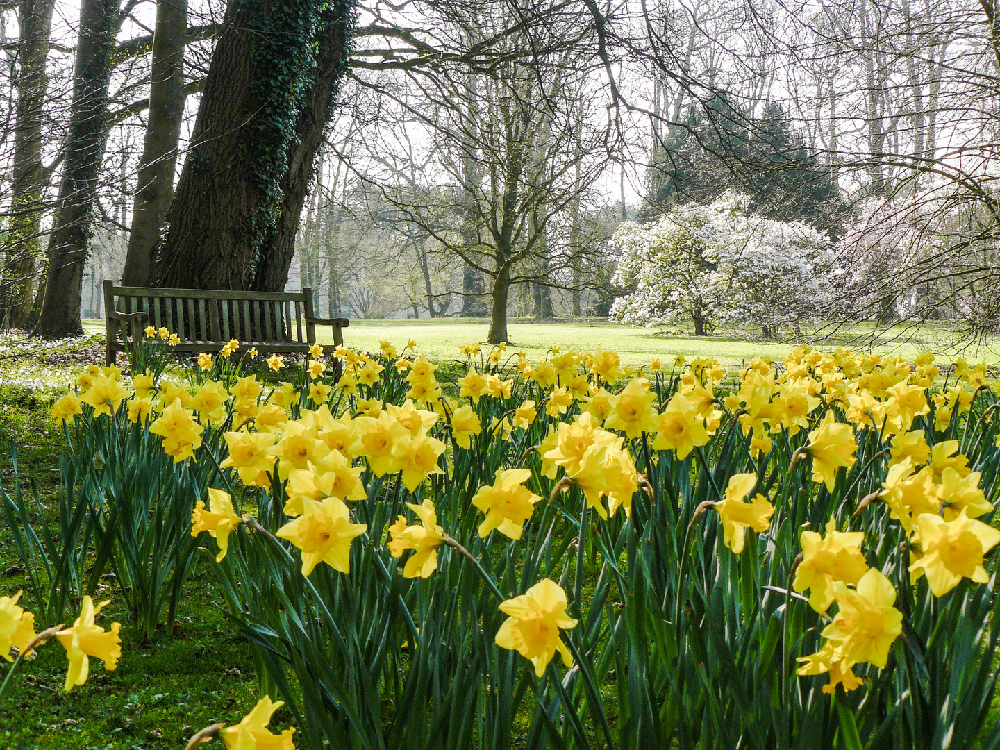 Daffodils 