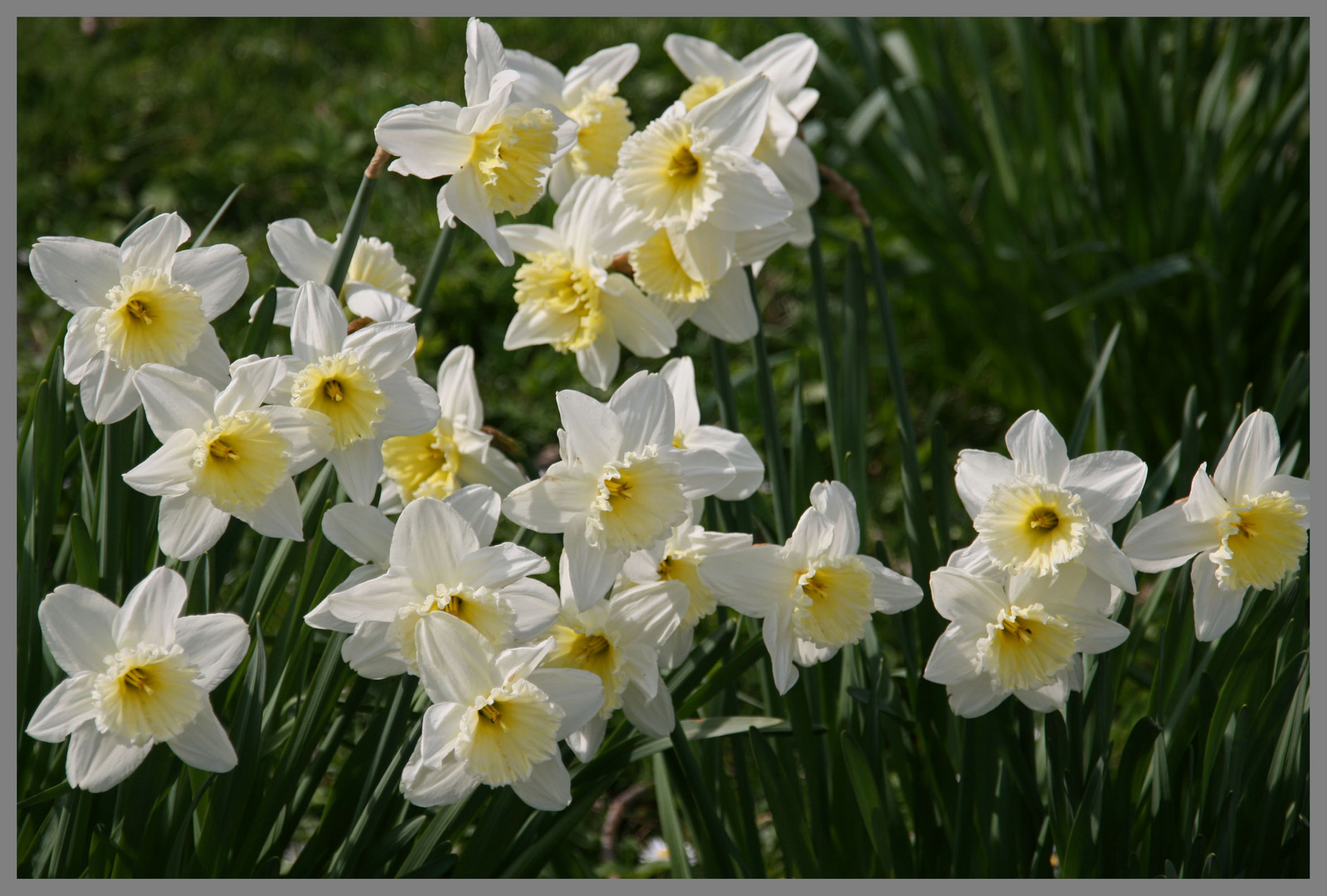 Daffodils at Roxburgh in the Scottish Borders