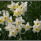 Daffodils at Roxburgh in the Scottish Borders