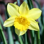 Daffodils