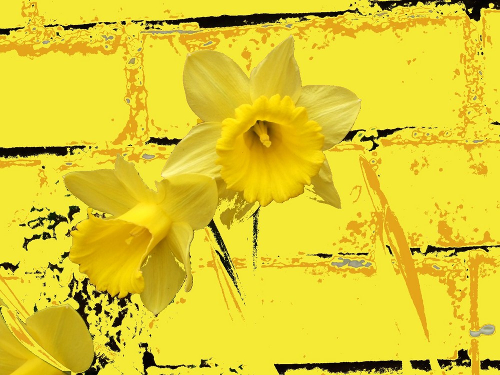 daffodils