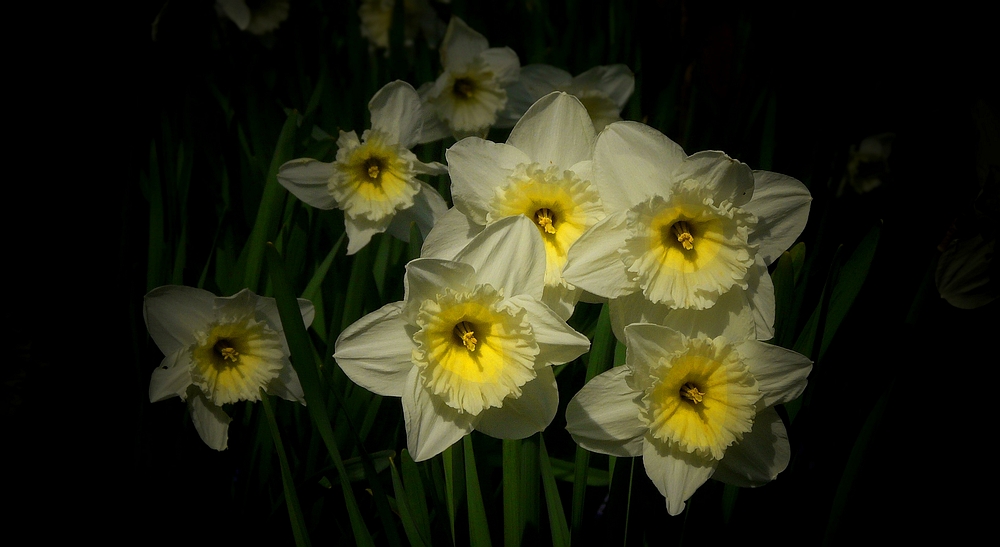 Daffodils