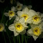 Daffodils