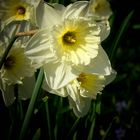 Daffodils