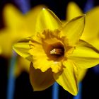 Daffodils for ever!