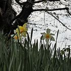 Daffodils in garden