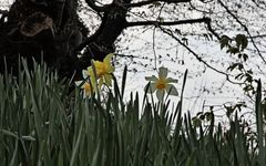 Daffodils in garden