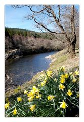 Daffodils in Glen Orchy