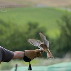 Dafür das er aus dem Nest gefallen ist.... 1