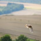 Dafür das er aus dem Nest gefallen ist.... 2