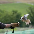 Dafür das er aus dem Nest gefallen ist.... 3