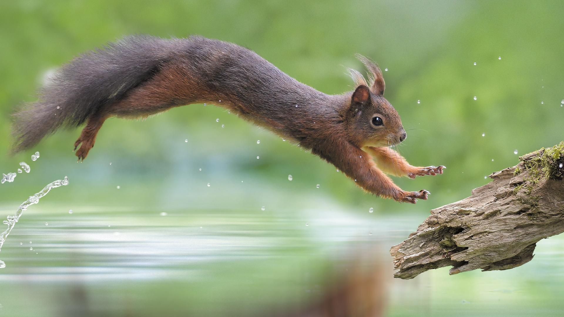 Dafür gibts das Seepferdchen in Bronze - leider noch ein wenig Wasserscheu