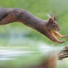 Dafür gibts das Seepferdchen in Bronze - leider noch ein wenig Wasserscheu