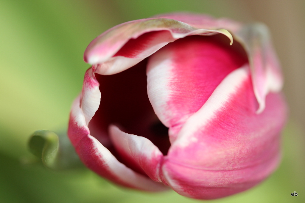 ...dafür liebe ich den Frühling...