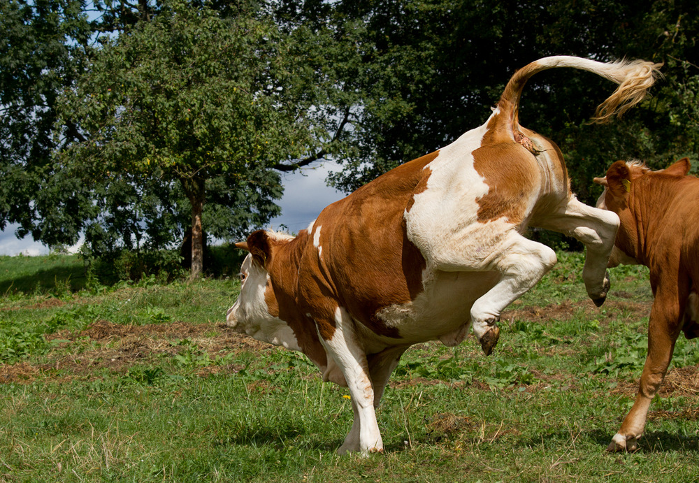 Dafür muss ich kein Pferd sein.....