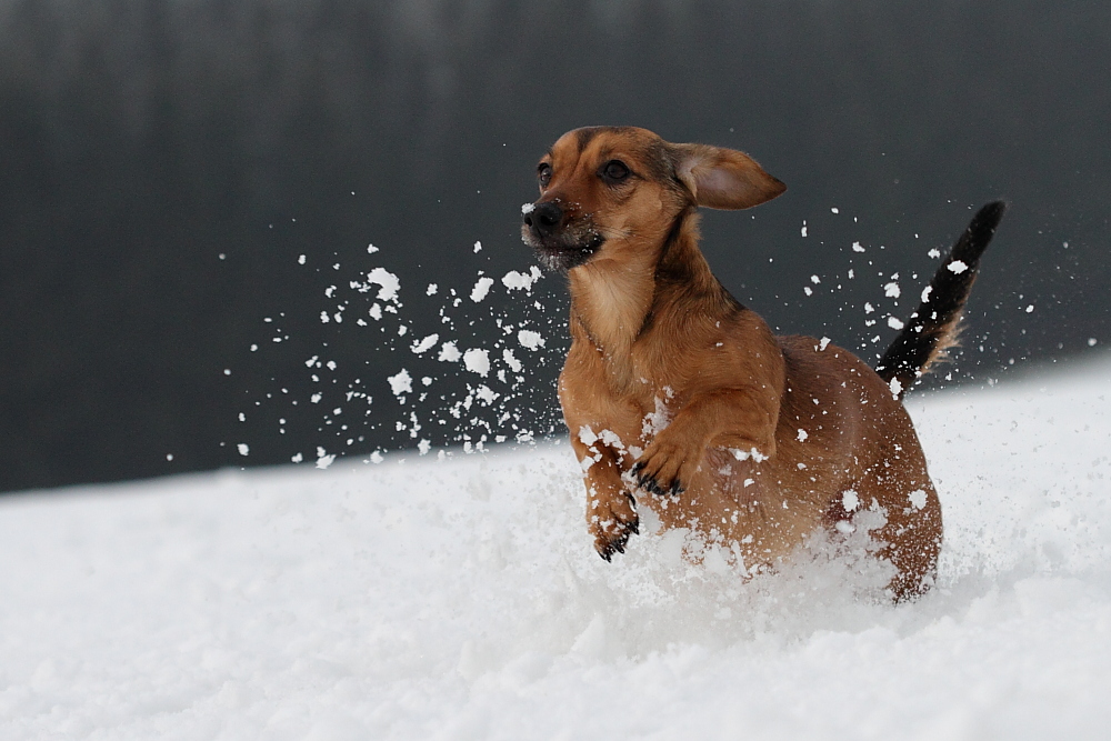 Daggel-Snowrun :-)