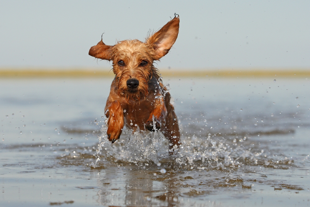 Daggelkonformer Wasserstand in SPO ;-)