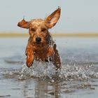 Daggelkonformer Wasserstand in SPO ;-)