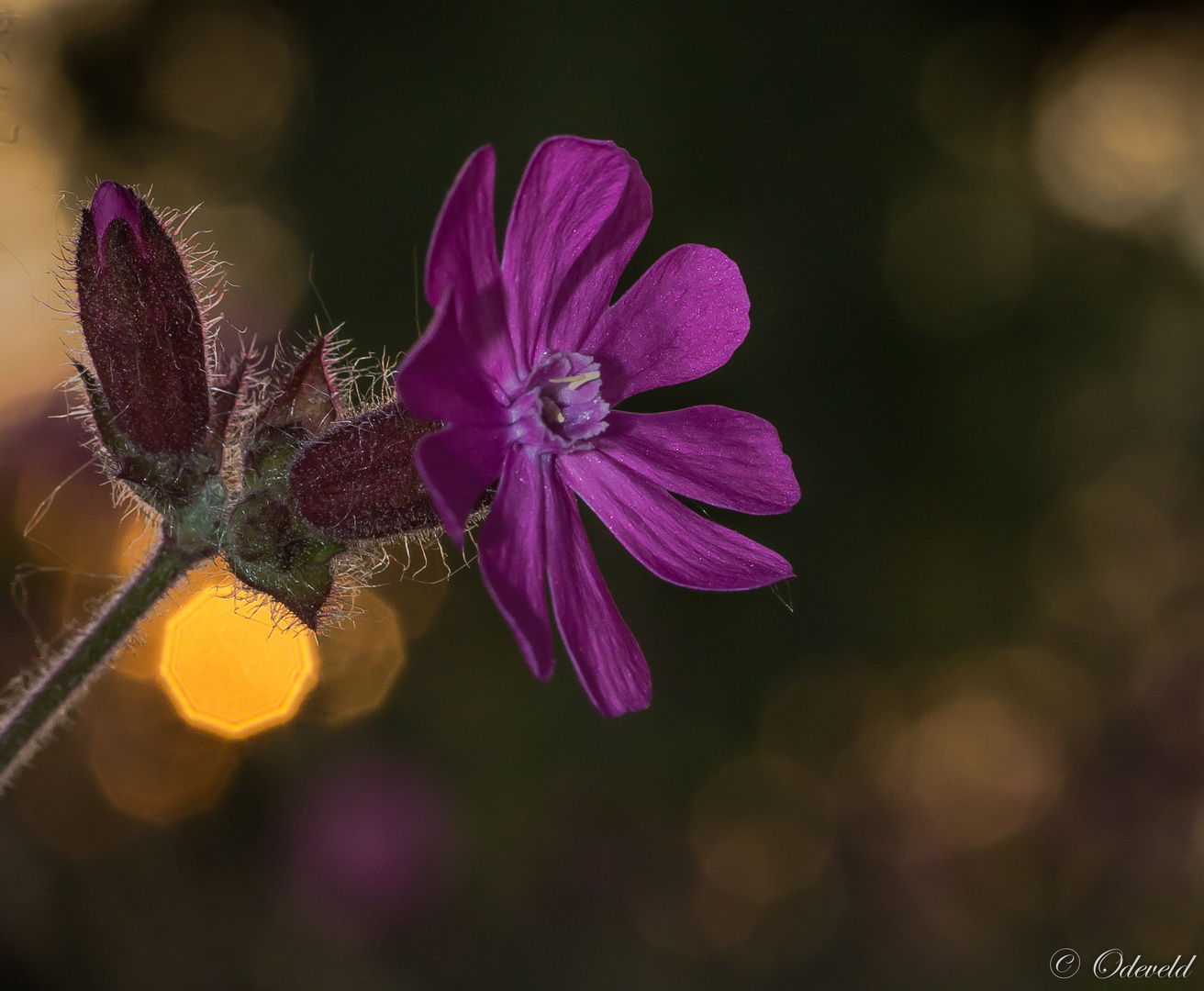 Dagkoekoeksbloem.