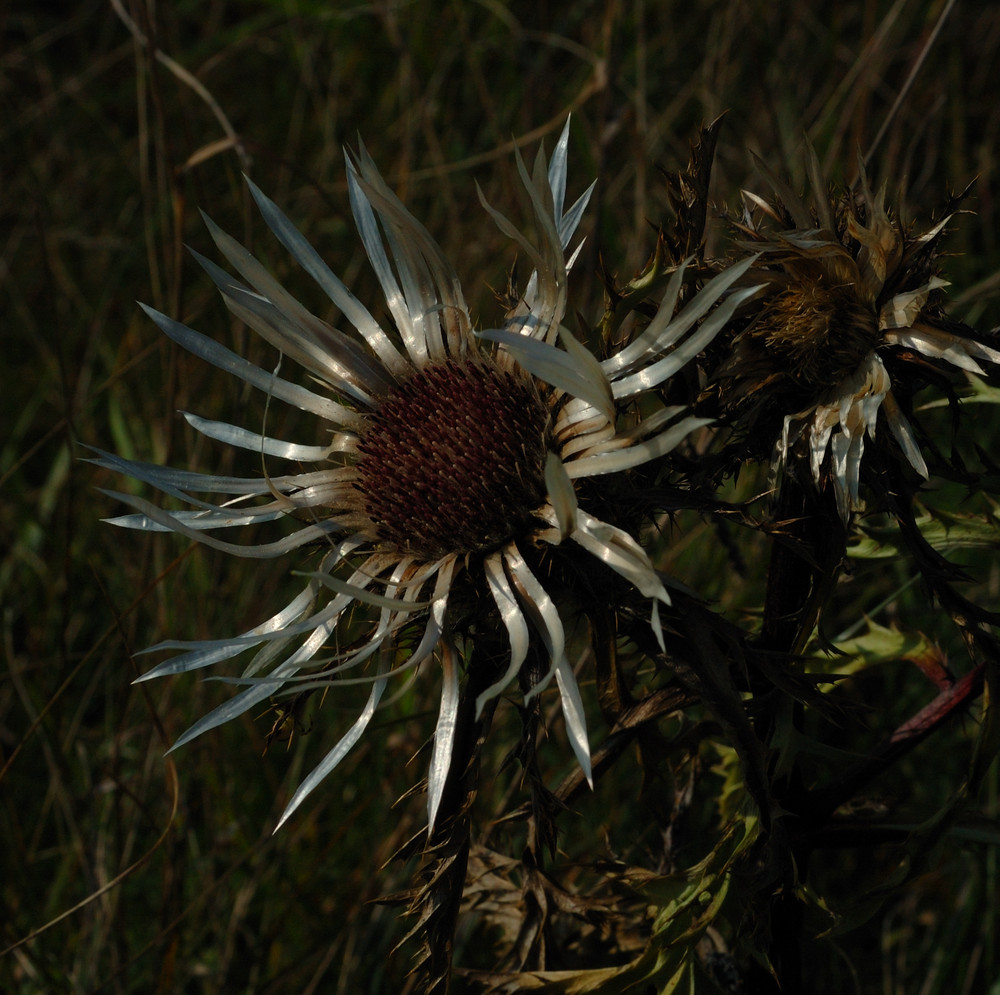 dagmars silberdistel