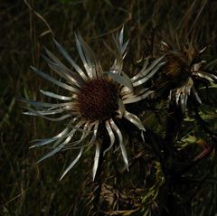 dagmars silberdistel