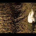 Dagobert, eine "Ente" die in Gold taucht