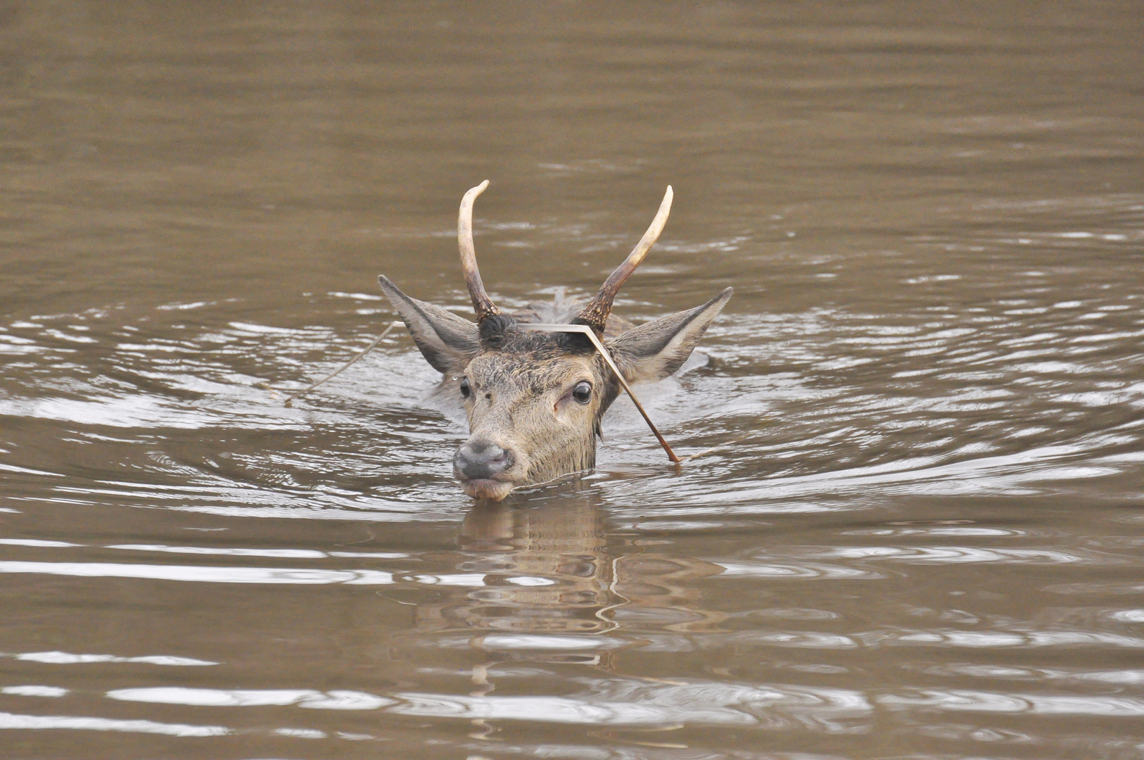 daguet dans l eau