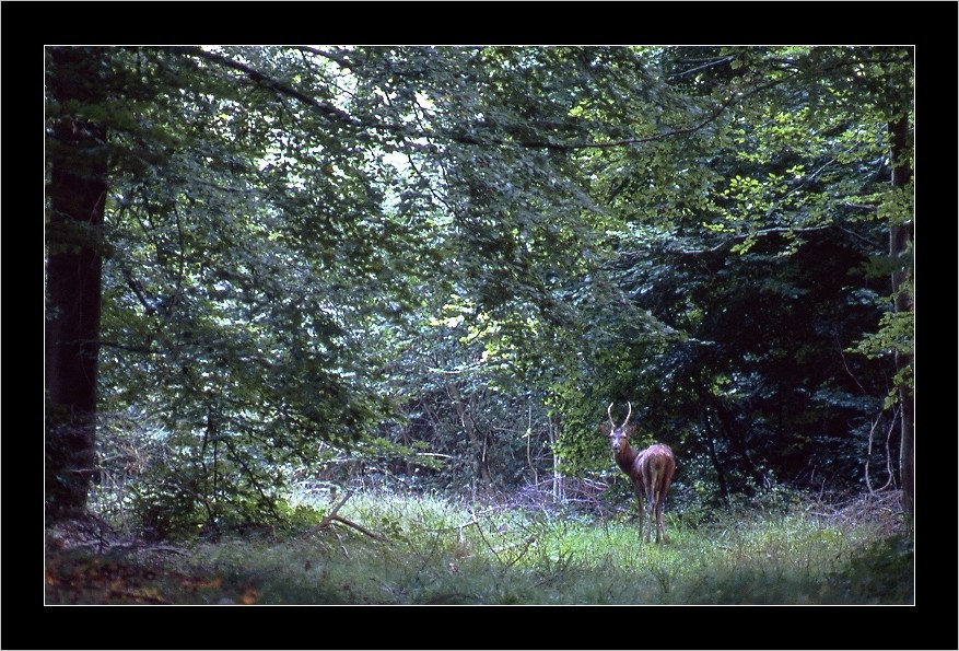 Daguet en forêt de Compiegne,mi Septembre