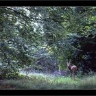 Daguet en forêt de Compiegne,mi Septembre