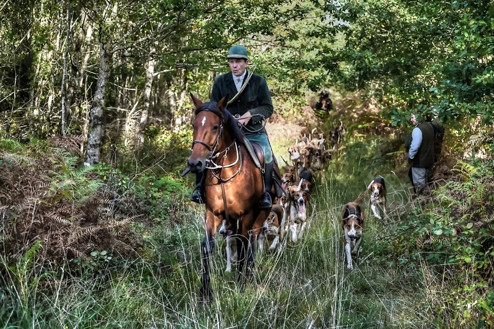 Daguet et ses chiens