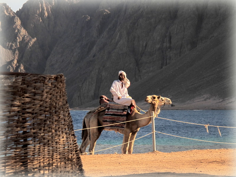 Dahab South Sinai....Das Kamel mit zwei Köpfen