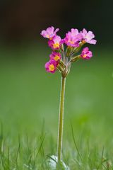 Daheim im Garten