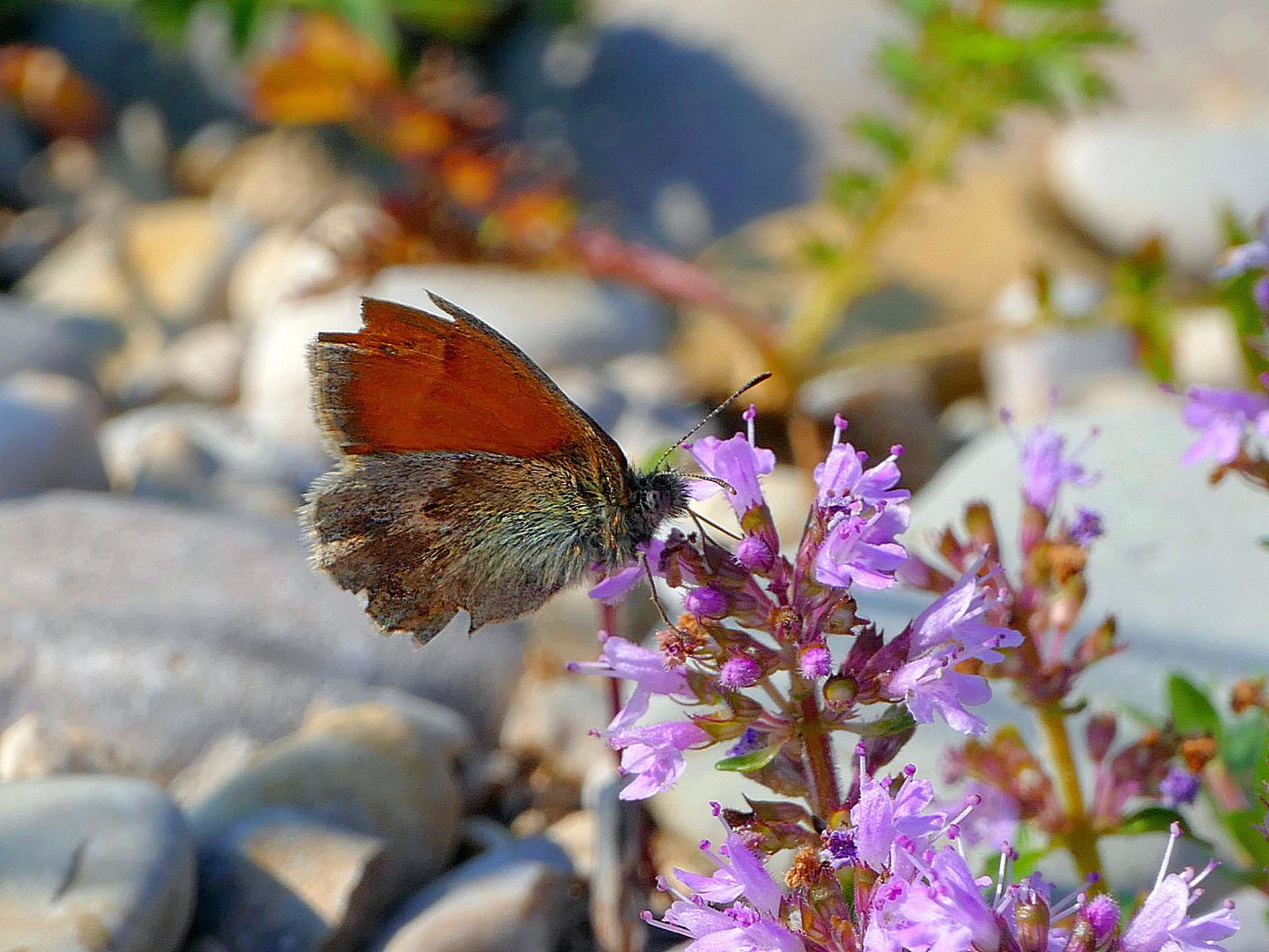 Daheim in der Wildnis