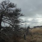 ..daher weht der Wind! Auf den Magdalenen-Inseln