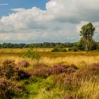 Dahinten in der Heide