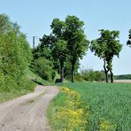 dahinten steht Frau G. und wartet auf ein Rapsfeld