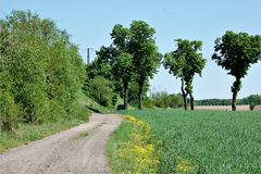 dahinten steht Frau G. und wartet auf ein Rapsfeld