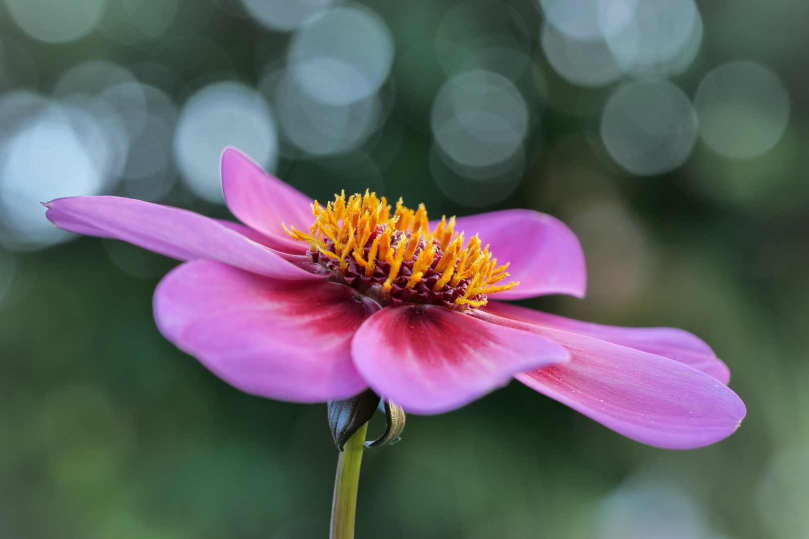 "Dahlegria tricolor" 