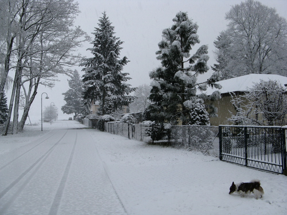 Dahlewitzer Winter mit Hund