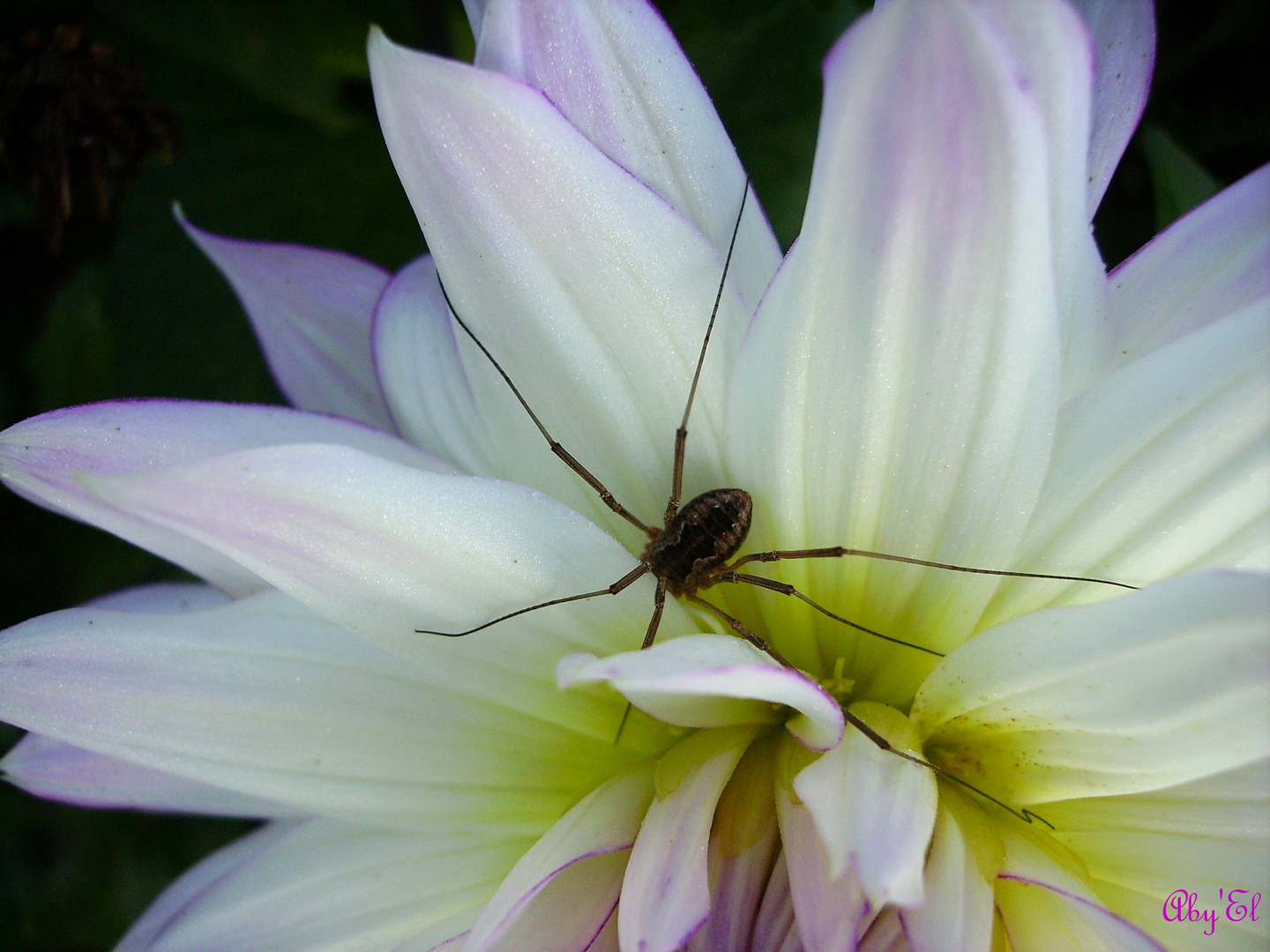 Dahlia