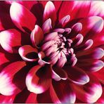 Dahlia (1)