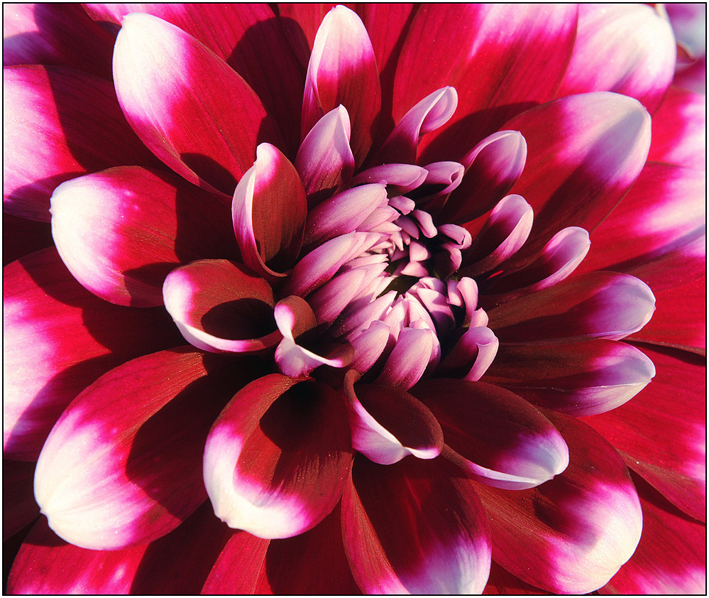 Dahlia (1)