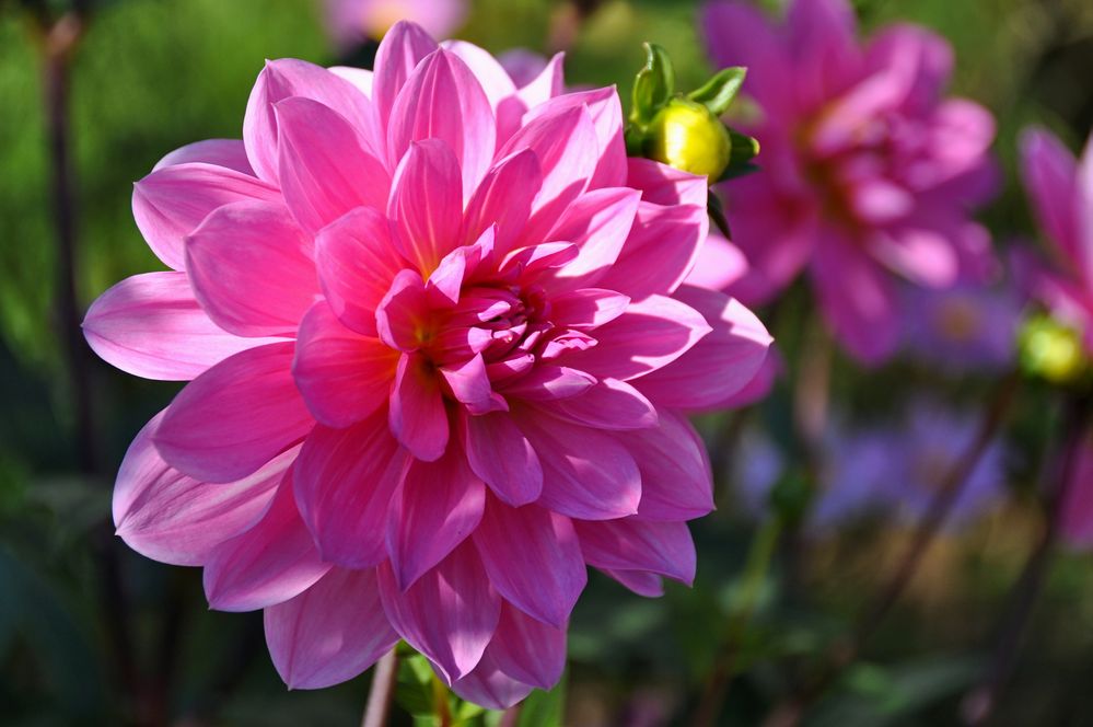 DAHLIA -1-