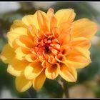 dahlia