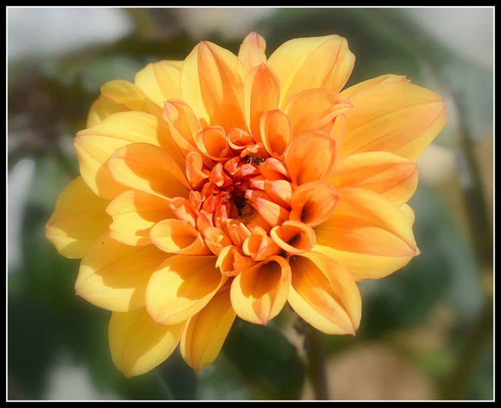 dahlia