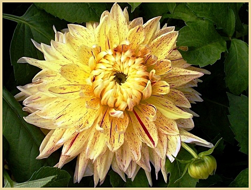 Dahlia