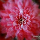 Dahlia