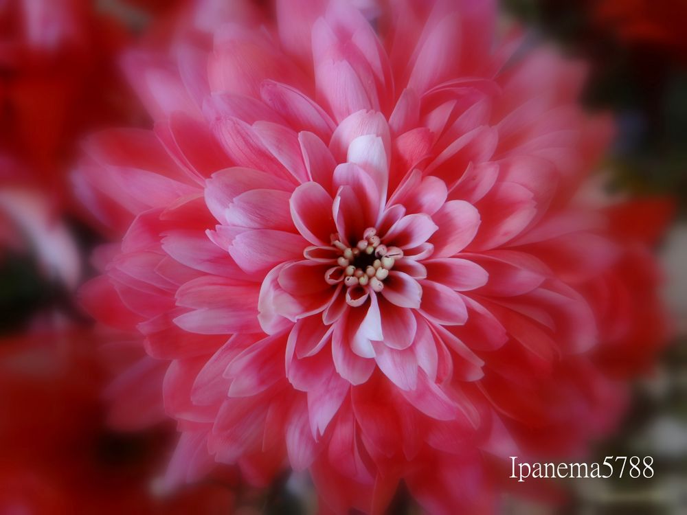 Dahlia